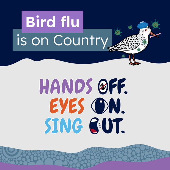 Bird flu - social media - image