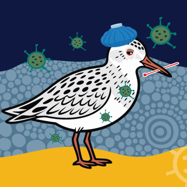 Bird flu - Toolkit - image